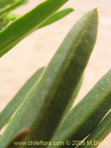 Imágen de Skytanthus acutus (Cuerno de cabra / Cuernecillo). Haga un clic para aumentar parte de imágen.