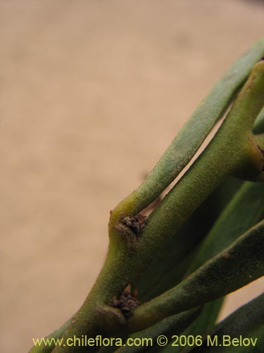 Bild von Skytanthus acutus (Cuerno de cabra / Cuernecillo). Klicken Sie, um den Ausschnitt zu vergrössern.