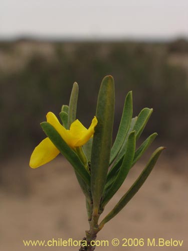 Imágen de Skytanthus acutus (Cuerno de cabra / Cuernecillo). Haga un clic para aumentar parte de imágen.