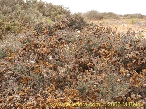 Imágen de Frankenia sp. #1605 (). Haga un clic para aumentar parte de imágen.