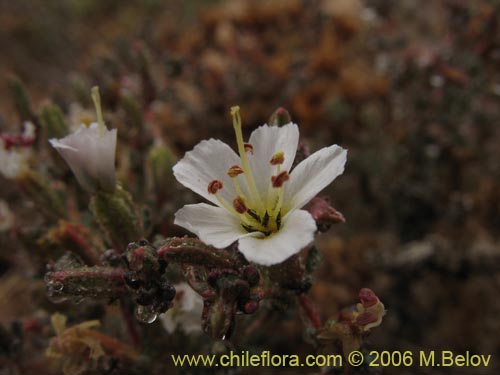 Imágen de Frankenia sp. #1605 (). Haga un clic para aumentar parte de imágen.