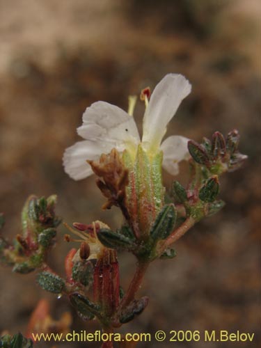 Imágen de Frankenia sp. #1605 (). Haga un clic para aumentar parte de imágen.