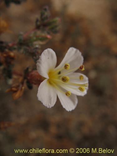 Imágen de Frankenia sp. #1605 (). Haga un clic para aumentar parte de imágen.