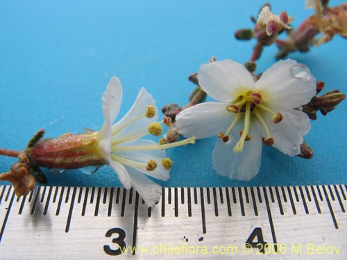 Image of Frankenia sp. #1605 (). Click to enlarge parts of image.