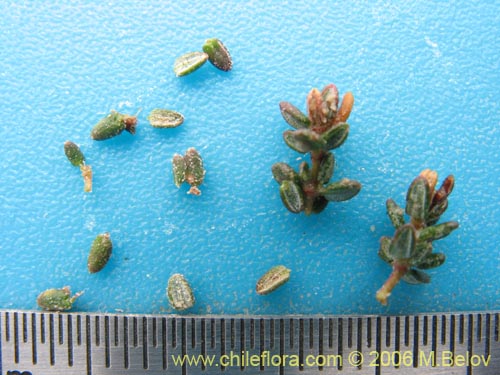 Image of Frankenia sp. #1605 (). Click to enlarge parts of image.