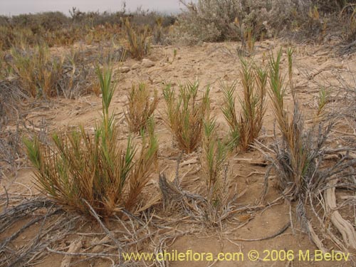 Image of Distichlis spicata (). Click to enlarge parts of image.