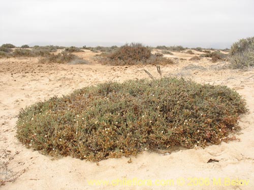 Imágen de Frankenia sp. #1605 (). Haga un clic para aumentar parte de imágen.