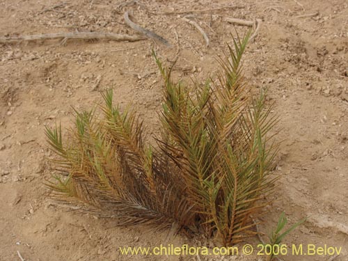 Image of Distichlis spicata (). Click to enlarge parts of image.