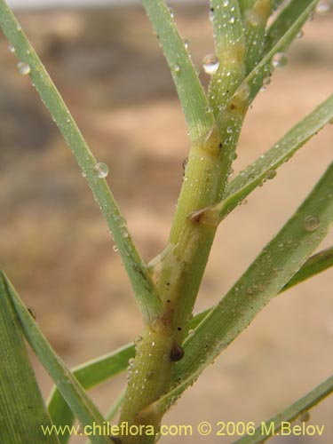 Bild von Distichlis spicata (). Klicken Sie, um den Ausschnitt zu vergrössern.