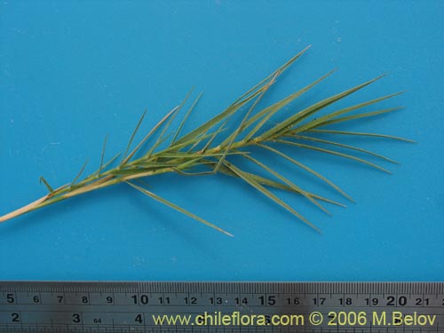 Imágen de Distichlis spicata (). Haga un clic para aumentar parte de imágen.