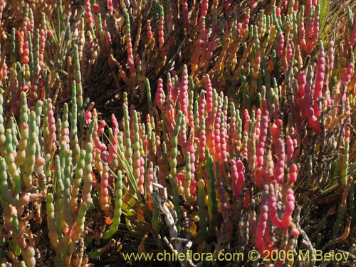 Imágen de Sarcocornia fruticosa (). Haga un clic para aumentar parte de imágen.