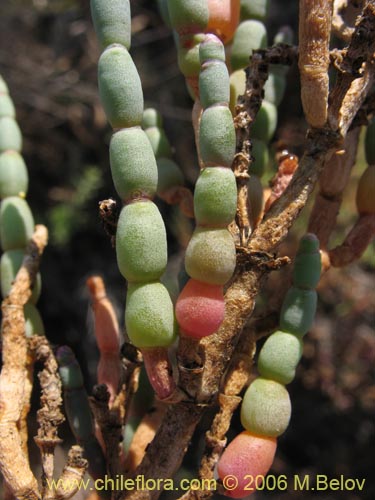 Фотография Sarcocornia fruticosa (). Щелкните, чтобы увеличить вырез.