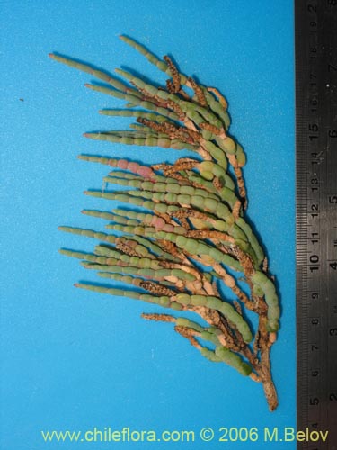 Imágen de Sarcocornia fruticosa (). Haga un clic para aumentar parte de imágen.