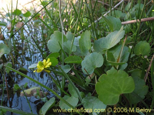 Bild von Ranunculus cymbalaria (Oreja de gato / Botón de oro). Klicken Sie, um den Ausschnitt zu vergrössern.