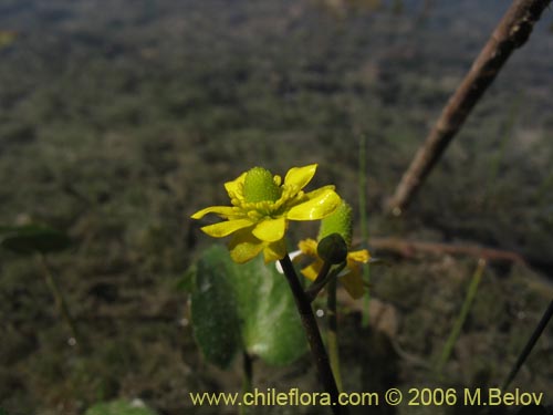 Фотография Ranunculus cymbalaria (Oreja de gato / Botón de oro). Щелкните, чтобы увеличить вырез.