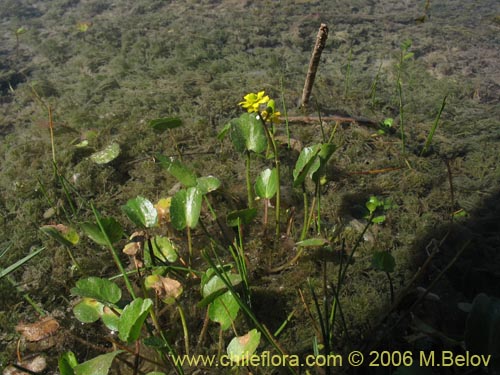 Фотография Ranunculus cymbalaria (Oreja de gato / Botón de oro). Щелкните, чтобы увеличить вырез.