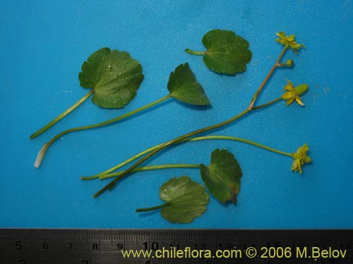 Image of Ranunculus cymbalaria (Oreja de gato / Botón de oro). Click to enlarge parts of image.