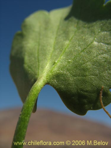 Image of Ranunculus cymbalaria (Oreja de gato / Botón de oro). Click to enlarge parts of image.