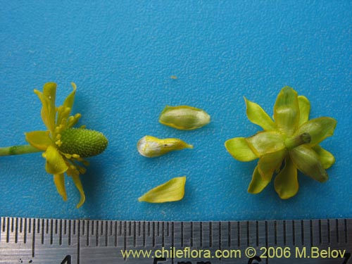 Image of Ranunculus cymbalaria (Oreja de gato / Botón de oro). Click to enlarge parts of image.