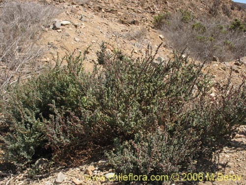 Imágen de Suaeda foliosa (). Haga un clic para aumentar parte de imágen.