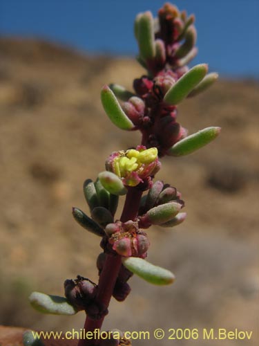 Imágen de Suaeda foliosa (). Haga un clic para aumentar parte de imágen.