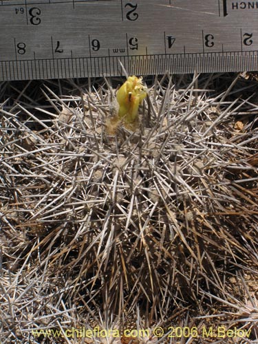 Image of Copiapoa fiedleriana (). Click to enlarge parts of image.