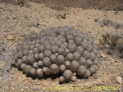 Copiapoa dealbata的照片