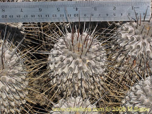 Image of Copiapoa dealbata (). Click to enlarge parts of image.