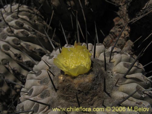 Copiapoa dealbata的照片