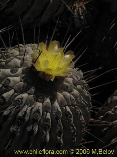 Фотография Copiapoa dealbata (). Щелкните, чтобы увеличить вырез.