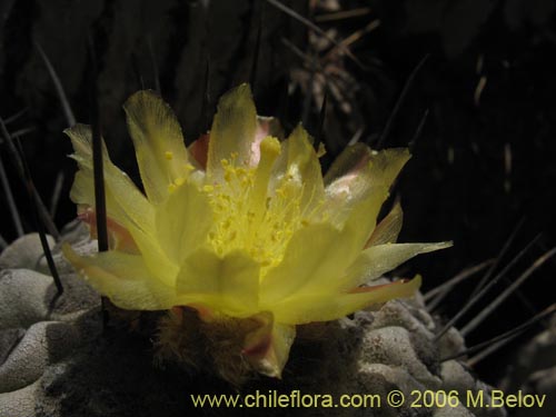 Фотография Copiapoa dealbata (). Щелкните, чтобы увеличить вырез.