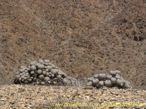 Bild von Copiapoa dealbata (). Klicken Sie, um den Ausschnitt zu vergrössern.