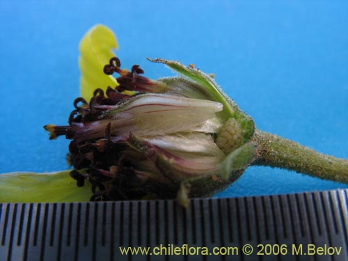 Image of Encelia canescens (Coronilla del fraile). Click to enlarge parts of image.