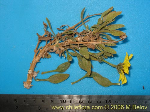 Image of Encelia canescens (Coronilla del fraile). Click to enlarge parts of image.