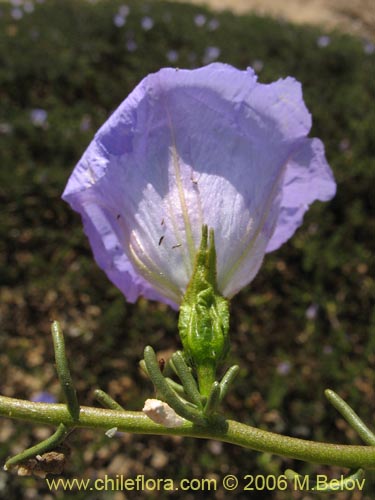 Imágen de Nolana sp. #1603 (). Haga un clic para aumentar parte de imágen.