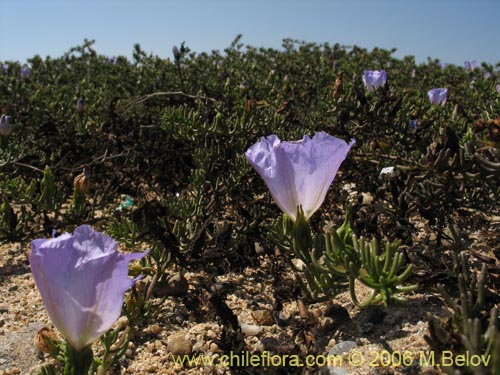 Image of Nolana sp. #1603 (). Click to enlarge parts of image.