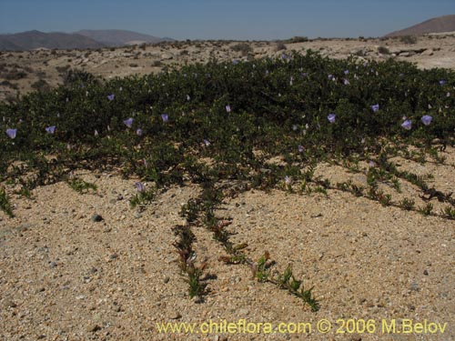 Imágen de Nolana sp. #1603 (). Haga un clic para aumentar parte de imágen.