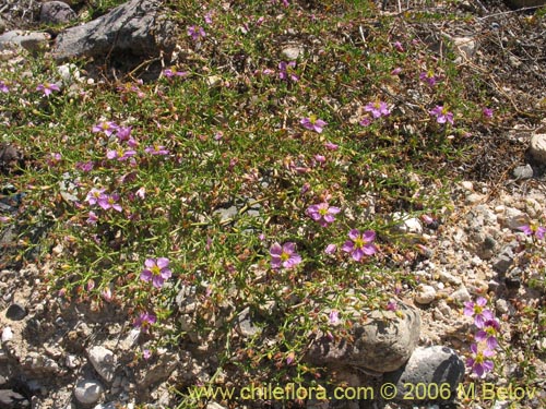 Image of Fagonia chilensis (). Click to enlarge parts of image.