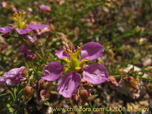 Image of Fagonia chilensis (). Click to enlarge parts of image.