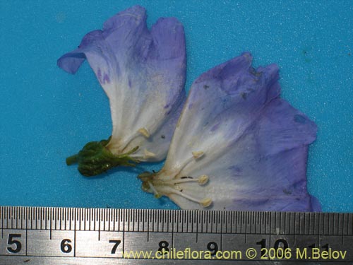 Image of Nolana sp. #1603 (). Click to enlarge parts of image.