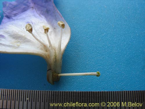 Image of Nolana sp. #1603 (). Click to enlarge parts of image.