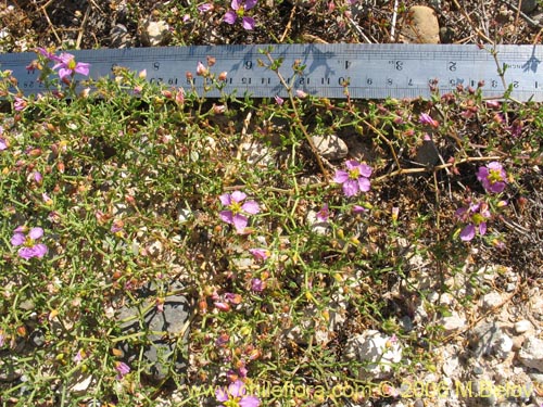 Фотография Fagonia chilensis (). Щелкните, чтобы увеличить вырез.