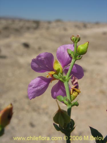 Bild von Fagonia chilensis (). Klicken Sie, um den Ausschnitt zu vergrössern.