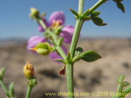 Фотография Fagonia chilensis (). Щелкните, чтобы увеличить вырез.