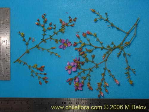 Image of Fagonia chilensis (). Click to enlarge parts of image.