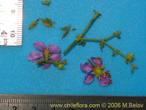 Image of Fagonia chilensis (). Click to enlarge parts of image.