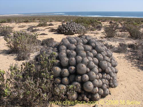 Фотография Copiapoa dealbata (). Щелкните, чтобы увеличить вырез.