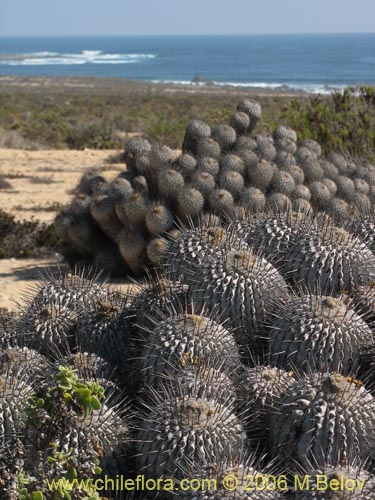 Фотография Copiapoa dealbata (). Щелкните, чтобы увеличить вырез.