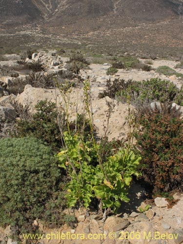 Imágen de Nicotiana solanifolia (Tabaco cimarrón). Haga un clic para aumentar parte de imágen.