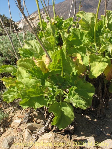 Bild von Nicotiana solanifolia (Tabaco cimarrón). Klicken Sie, um den Ausschnitt zu vergrössern.